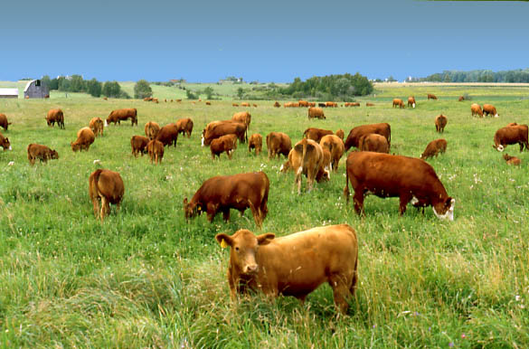 carne grass fed in Italia